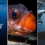 18 красивых фото морских существ с конкурса Ocean Photographer of the Year 2025