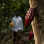 В производстве шоколада Nestle будет использовать отходы какао-бобов