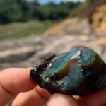 В янтаре возрастом 112 миллионов лет обнаружили древнюю экосистему