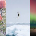 11 лучших фото дикой природы и людей с премии Sony Alpha Awards 2025