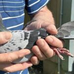 Китаец заплатил 400 тысяч евро за бельгийского почтового голубя