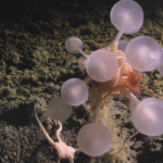 «Шар смерти» и «зомби-черви»: в водах Антарктиды обнаружили 30 новых существ