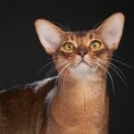 Кота из России признали самым красивым в мире в 2025 году