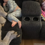 Новорождённый телёнок спасся от мороза на диване в доме фермеров и стал звездой Сети