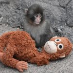 От плюшевой «мамы» к настоящей стае: макака Панч из японского зоопарка покорил интернет