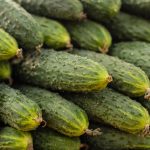 ФАС изучит ценообразование на огурцы в ритейле