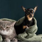 Россияне ежемесячно тратят на домашних животных 4,5 тыс. рублей