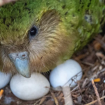 Считавшиеся когда-то вымершими «неуклюжие попугаи» какапо начали активно размножаться