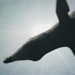 «ФАНК» проведёт бесплатную онлайн-программу с научными фильмами, лекциями и квизами