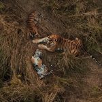 Полосатая нянька: в Непале впервые засняли тигрицу, присматривающую за чужими детёнышами