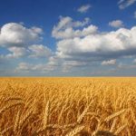 Цены на топливо и удобрения бьют по аграриям: США, Россия и Австралия снижают прогнозы урожая