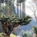 Японцы производят древесину 700 лет, не вырубая деревьев