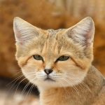 Очаровательных барханных котов впервые обнаружили в Ливии — благодаря старому видео с YouTube