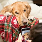 Смартфоны Samsung смогут проверять здоровье домашних животных по фотографии