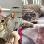 Котёнок Тоби из Мичигана установил мировой рекорд по количеству пальцев на лапках — у него их 28