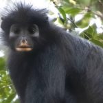 В джунглях Конго обнаружили совершенно новый вид обезьян, и он уже под угрозой исчезновения