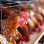 Рентабельность птицеводства упала до 6–7%