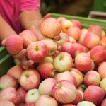 Россия остаётся ключевым рынком для экспорта грузинских яблок