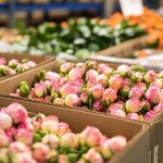 Россельхознадзор уничтожил партию свежесрезанных роз из Армении