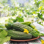 За месяц огурцы подешевели на 14,2% 