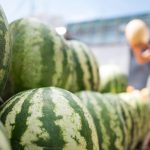 Сезон бахчевых стартовал с ростом спроса