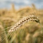 Россия в июле может показать минимальный экспорт пшеницы